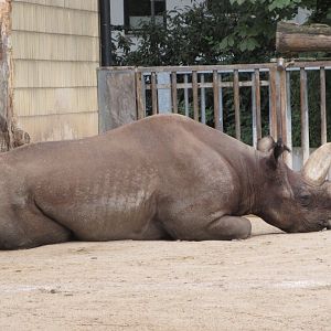 Black Rhino