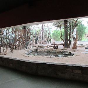 Bird House - Marabou Stork all-indoor aviary