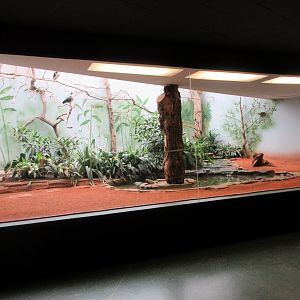 Bird House - Straw-necked Ibis Aviary