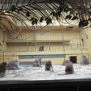 Hamadryas Baboons + Yellow Tiles!