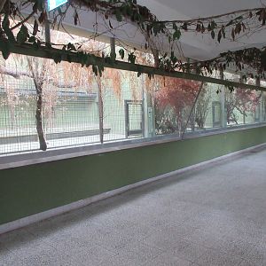 Hamadryas Baboon - Indoor Quarters