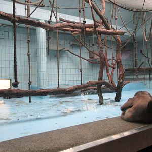 Variegated Spider Monkey + Blue Tiles!