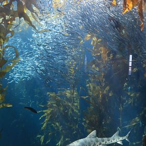 Giant kelp forest aquarium (June 2019)