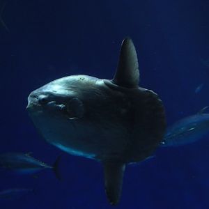 Ocean sun fish (June 2019)