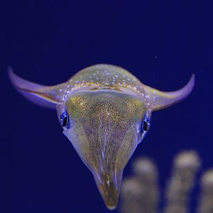 Bigfin Reef Squid (June 2019)