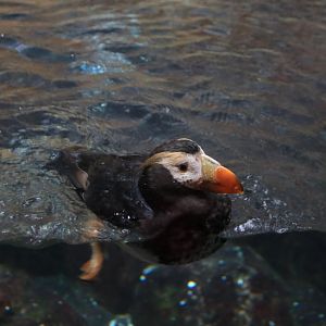 Tufted puffin (June 2019)