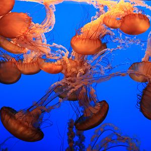 Jellyfish (June 2019)