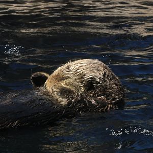 Sea otter (June 2019)