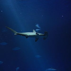 Hammerhead shark (June 2019)