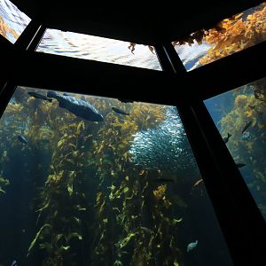 Kelp forstest aquarium (June 2019)