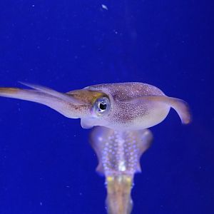 Bigfin Reef Squid (June 2019)