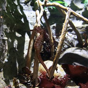 Seahorse (June 2019)