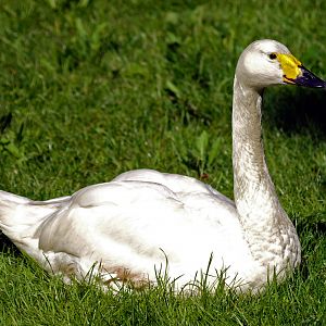 Bewick's Swan