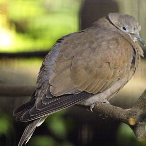 Sunda (Island) collared dove?