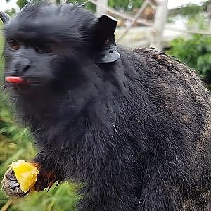 Red Handed Tamarin Feeding
