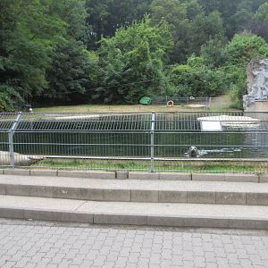 Harbour Seal Exhibit