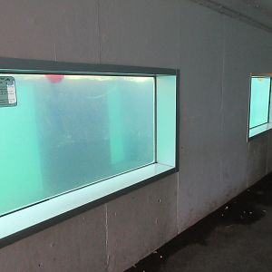 Harbour Seal Exhibit