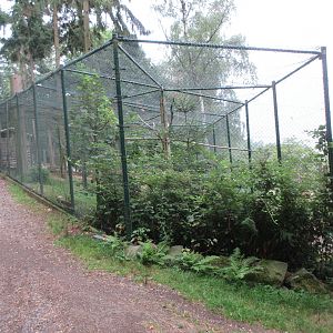 Eurasian Eagle Owl Exhibit