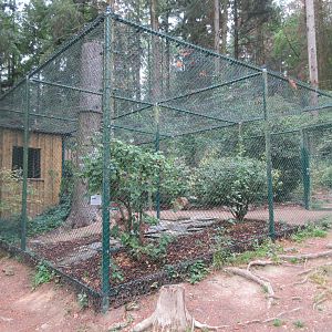 Great Grey Owl Exhibit