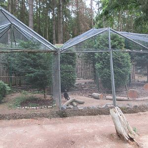 Brown-eared Pheasant Exhibit
