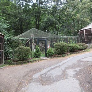 European Wildcat Exhibit (all connected)