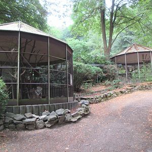 Swinhoe's Striped Squirrel Exhibit (all connected)