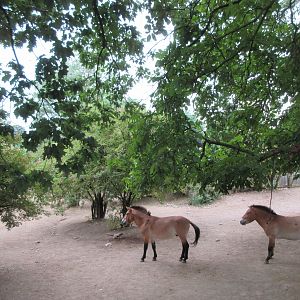 Przewalski's Horse Exhibit