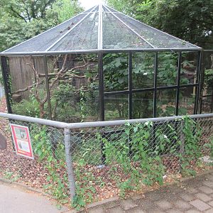 White-fronted Brown Lemur Exhibit