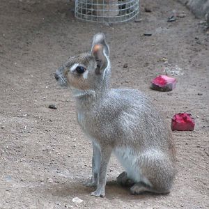 South America House - Dwarf Mara