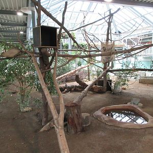 South America House - Lowland Paca/Southern Tamandua Exhibit