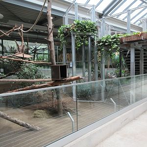 South America House - Lowland Paca/Southern Tamandua Exhibit
