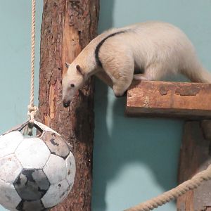 South America House - Southern Tamandua + Football