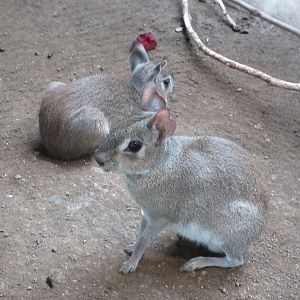 South America House - Dwarf Maras