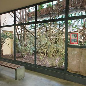 Emperor Tamarin Exhibit #1