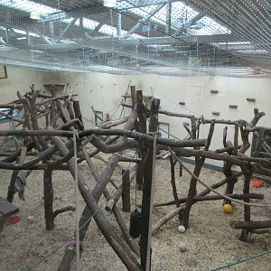 Chimpanzee Indoor Exhibit - notice the netting