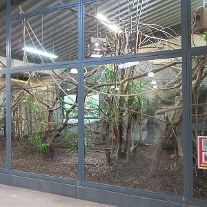 Emperor Tamarin Exhibit #2