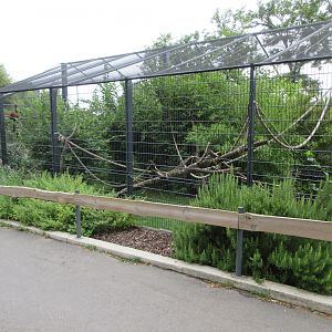 Red Ruffed Lemur Exhibit