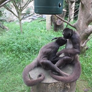 South America House - Brown Spider Monkeys