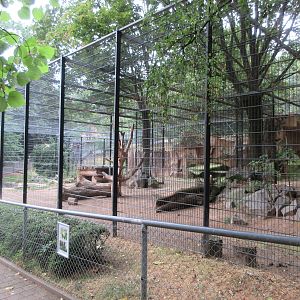 'Barbary' Lion Exhibit
