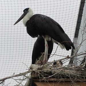 Asian Woolly-necked Storks
