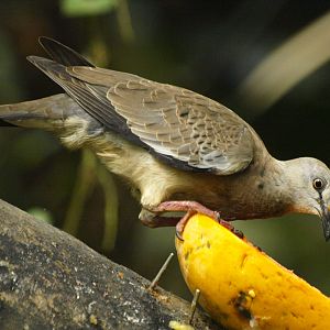 Jurong - waterfall aviary