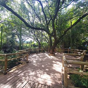 Jul. 2019 - World of Primates - White-cheeked Gibbon Exhibit