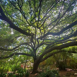 Jul. 2019 - Oak Tree