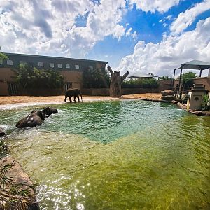 Jul. 2019 - McNair Elephant Habitat - 0.75 Right Yard - Pool