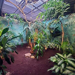 Jul. 2019 - Tropical Bird House - Guam Kingfisher Exhibit