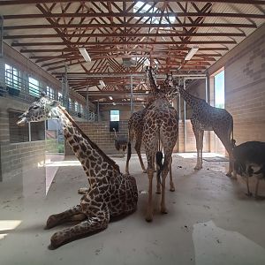 Jul. 2019 - African Forest - Masai Giraffe/Ostrich/Grant's Zebra Indoor Exhibit