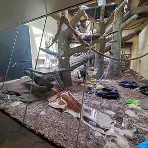 Jul. 2019 - African Forest - Gorilla Dayroom