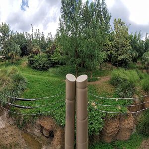 Jul. 2019 - African Forest - Gorilla/Red River Hog Exhibit Panorama