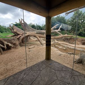 Jul. 2019 - African Forest - Gorilla/Red River Hog Exhibit