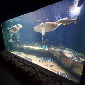 Jul. 2019 - Kipp Memorial Aquarium - Amazon Tank